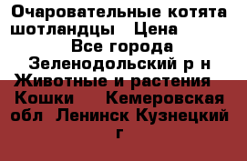 Очаровательные котята шотландцы › Цена ­ 2 000 - Все города, Зеленодольский р-н Животные и растения » Кошки   . Кемеровская обл.,Ленинск-Кузнецкий г.